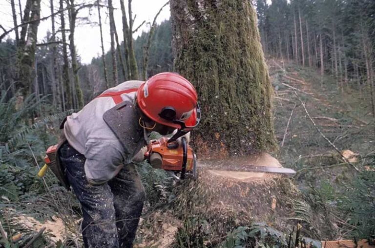 Affordable Post Falls Tree Services Budget Arbor & Logging