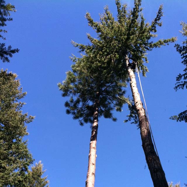 Tree Removal Service in Spokane and Post Falls