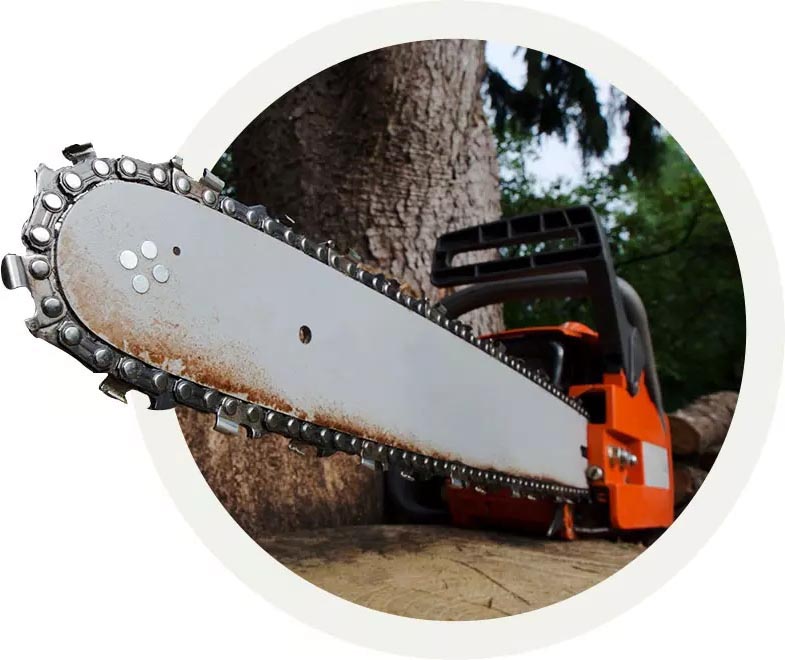 Tree Trimming & Removal Arborist Services