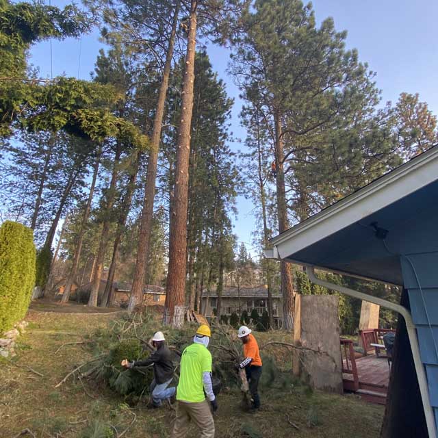 Tree Trimming Service in Spokane & Post Falls